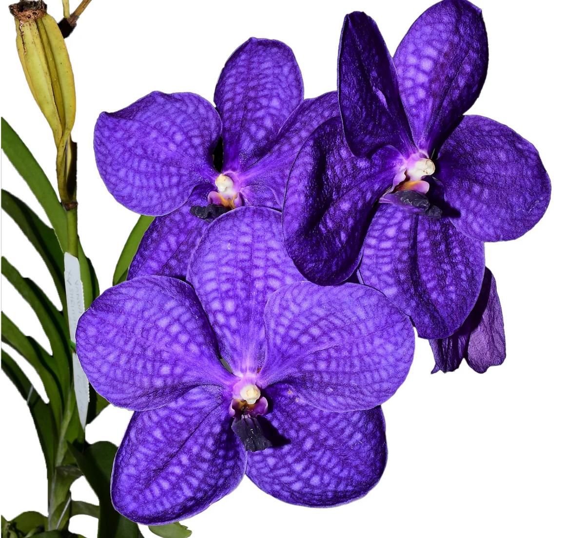 Orchid Vanda Pachara Delight