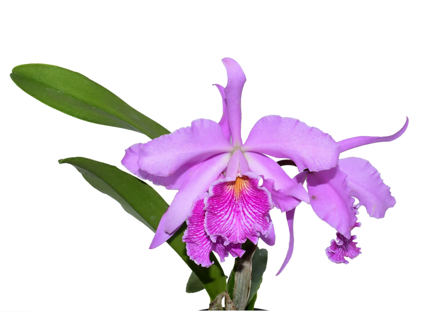 Orchid Cattleya Antonio Ponzo