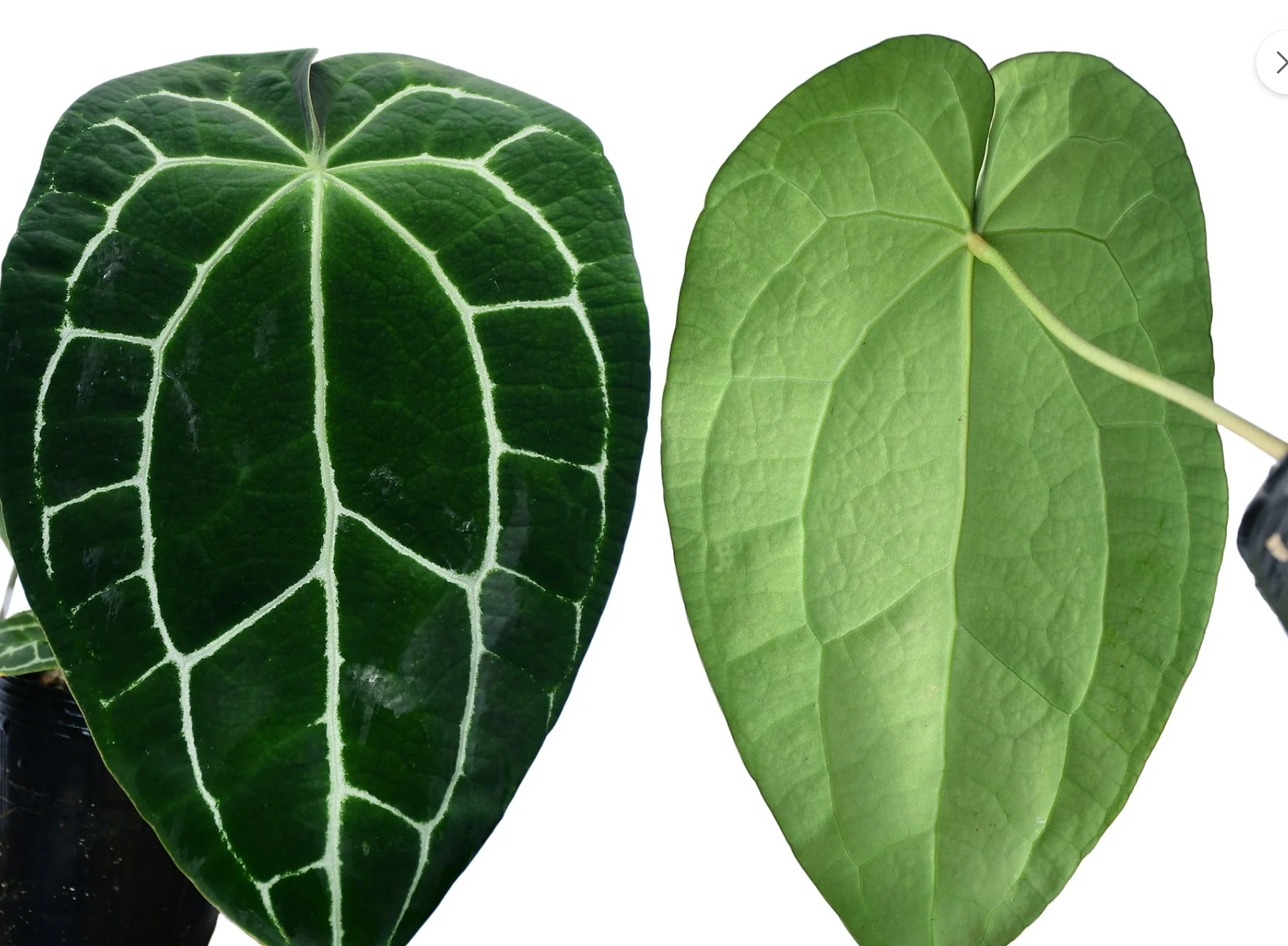 Anthurium Crystallinum