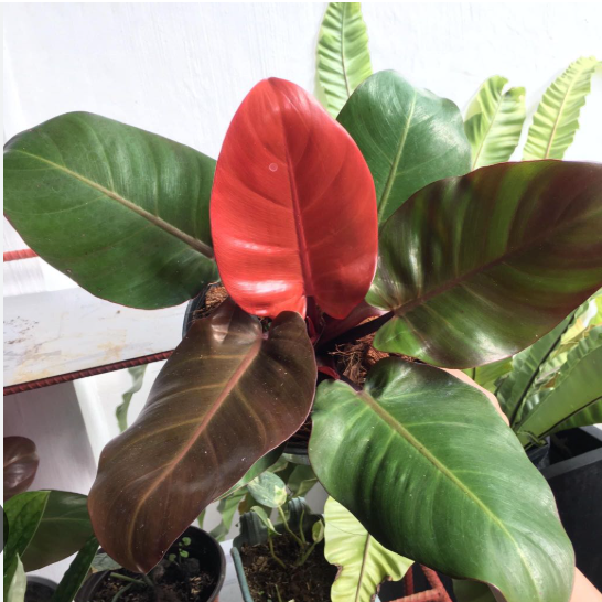 Philodendron Cherry Red live plant foliage and detail view 2