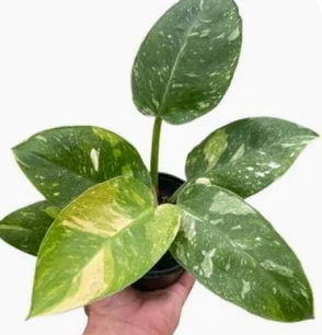 Philodendron Green Congo Nuclear