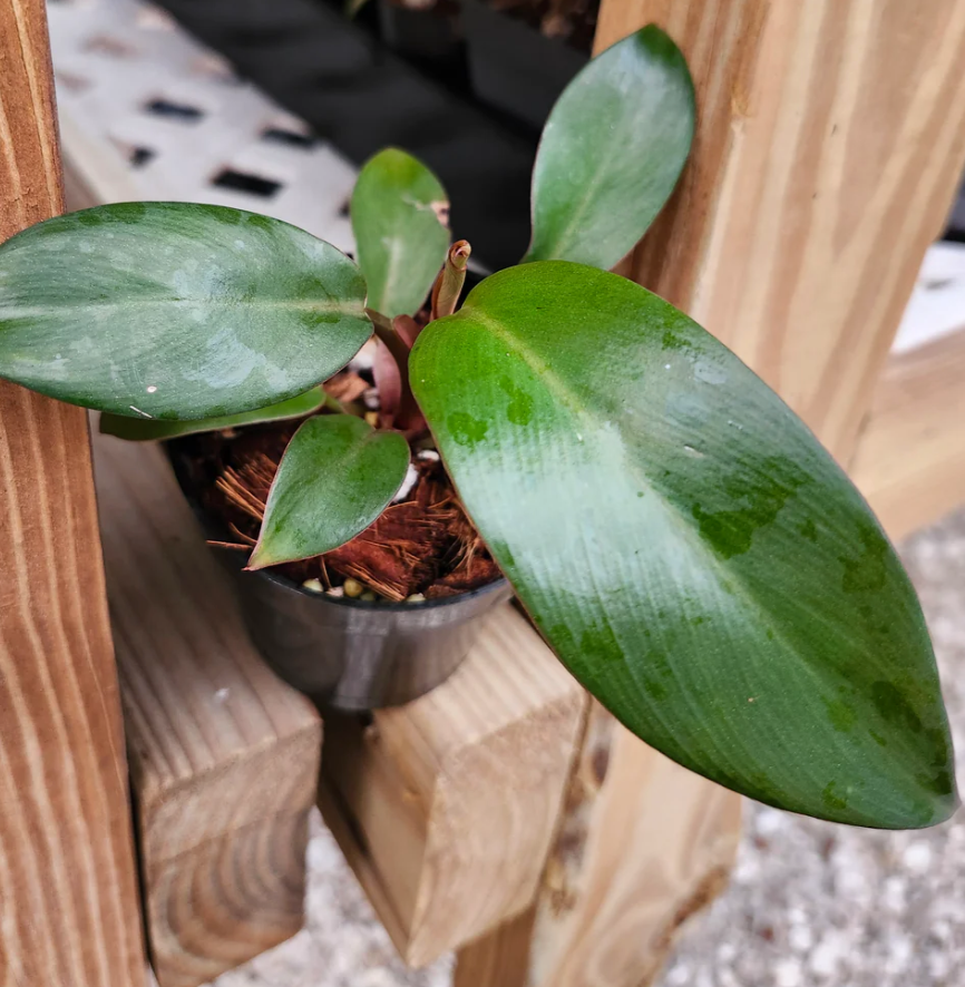 Philodendron Black Caldron
