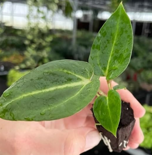 Anthurium Magnificum live plant foliage and detail view 2