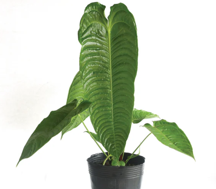 Anthurium veitchii (King Anthurium) live anthurium from Mulliken Nursery