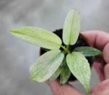 Philodendron Florida Mint