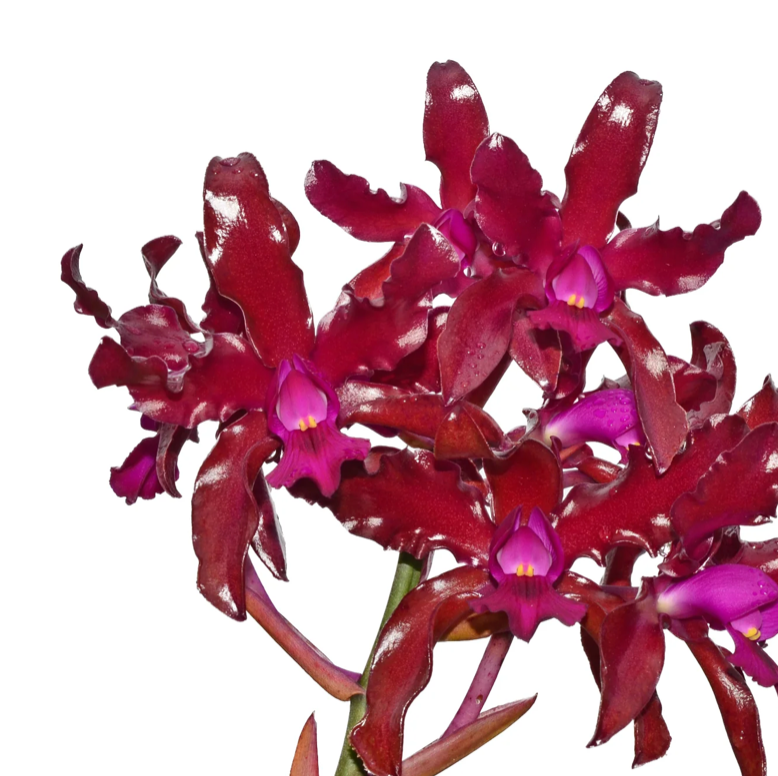 Orchid Laeliocattleya Mi Morena