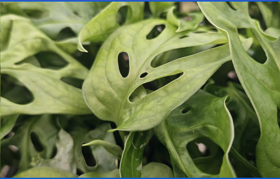 Monstera adansonii — Neon or Classic live plant foliage and detail view 2