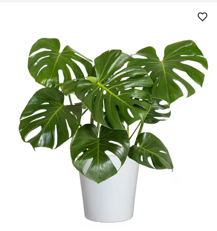 Monstera deliciosa live plant foliage and detail view 4