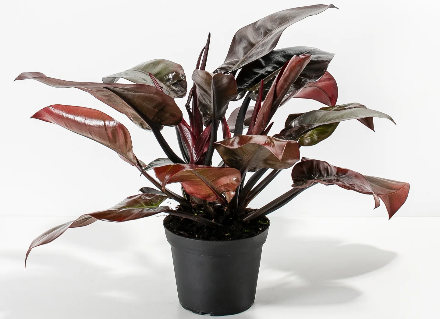 Philodendron Black Caldron live plant foliage and detail view 2