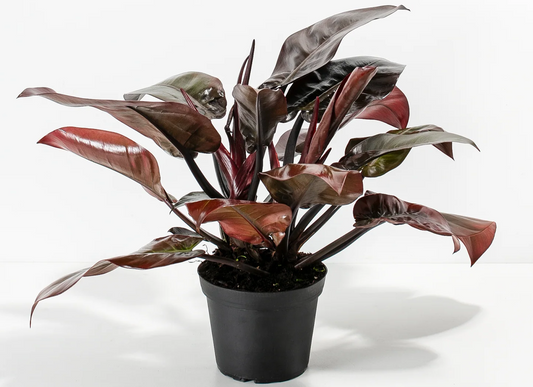 Philodendron Black Caldron live plant foliage and detail view 2