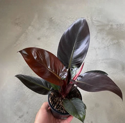 Philodendron Black Caldron live plant foliage and detail view 4