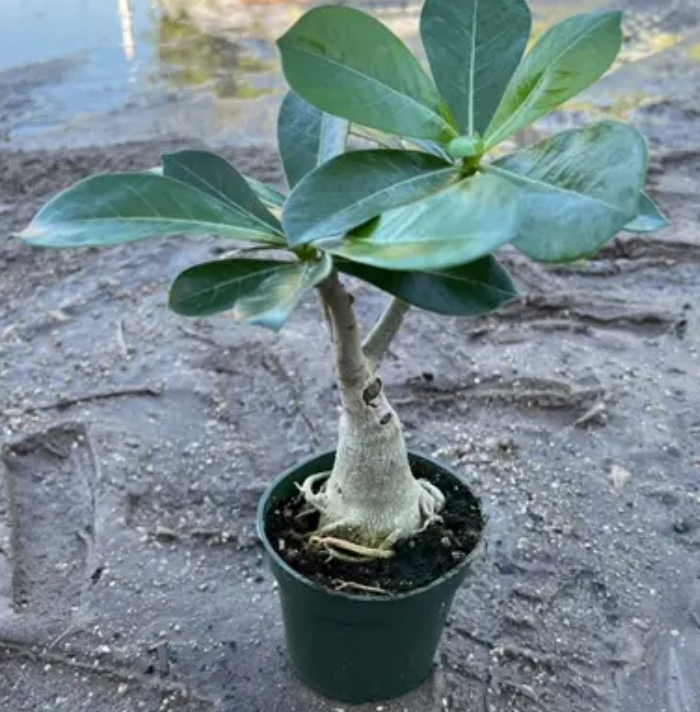 Desert Rose (Adenium obesum) live adenium from Mulliken Nursery