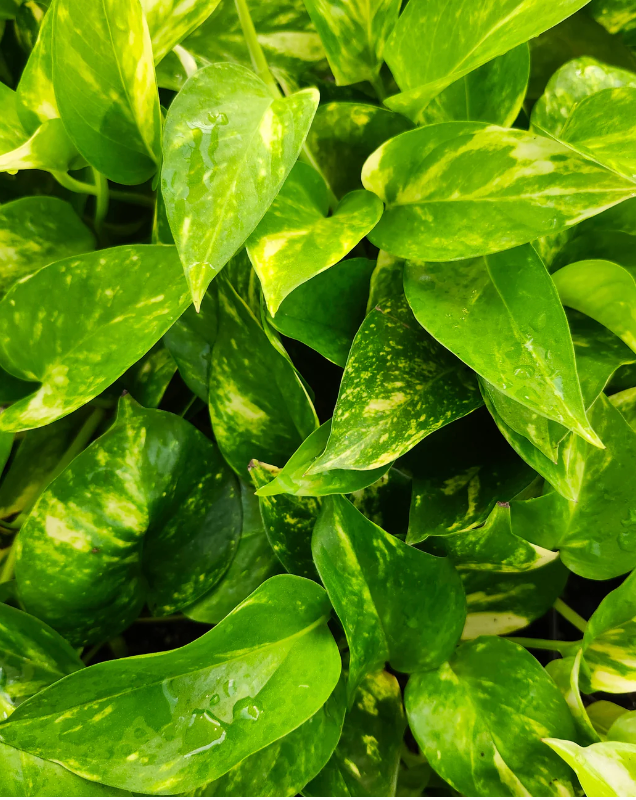 Pothos Giant Hawaiian