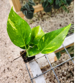 Pothos Giant Hawaiian