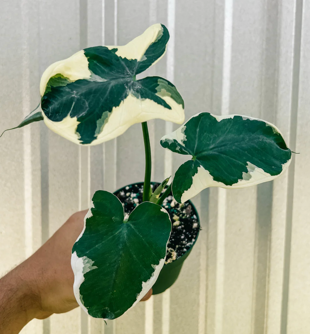 Xanthosoma Albo Marginata 'Mickey Mouse'