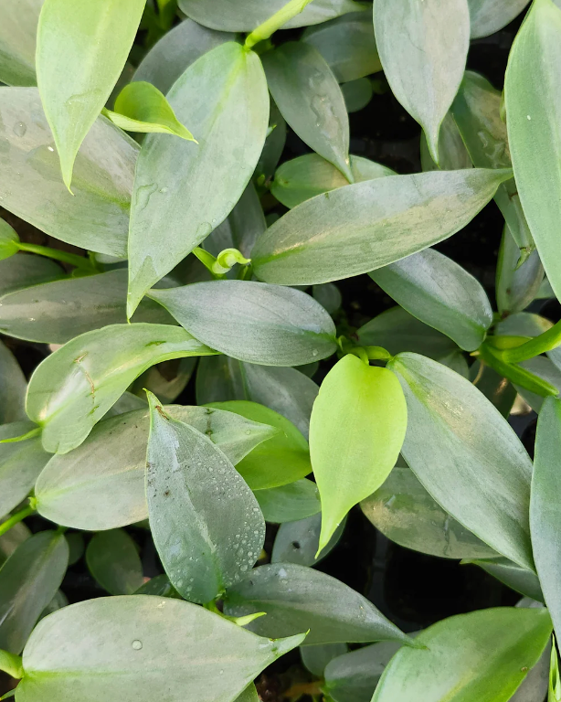 Philodendron Silver Sword live plant foliage and detail view 2