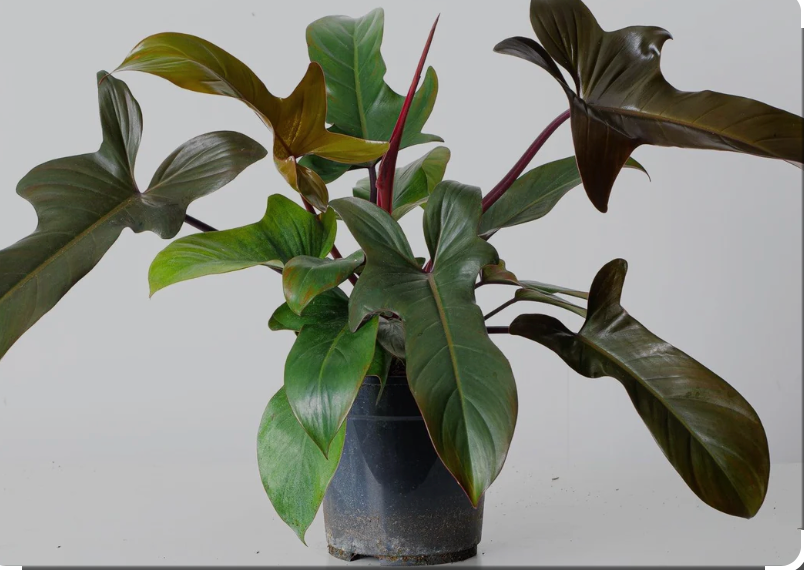 Philodendron Florida Bronze