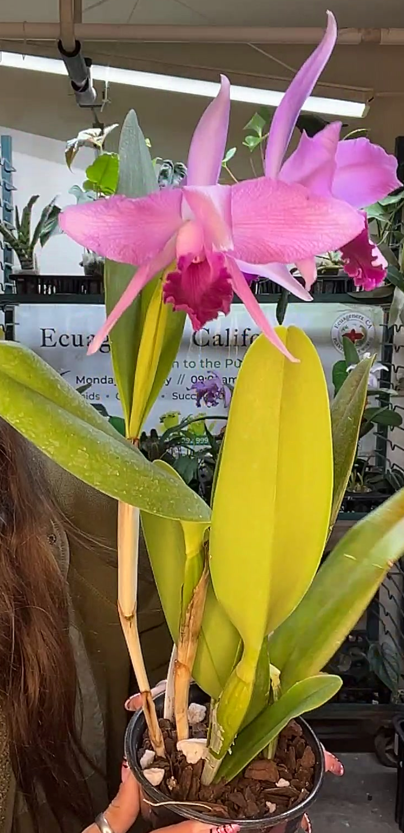 Cattleya Purpurata dream