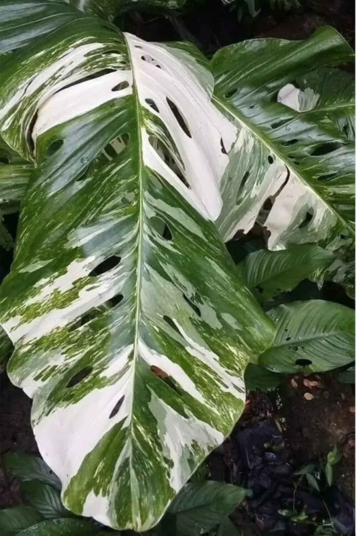 Monstera Lechleriana Albo Variegata