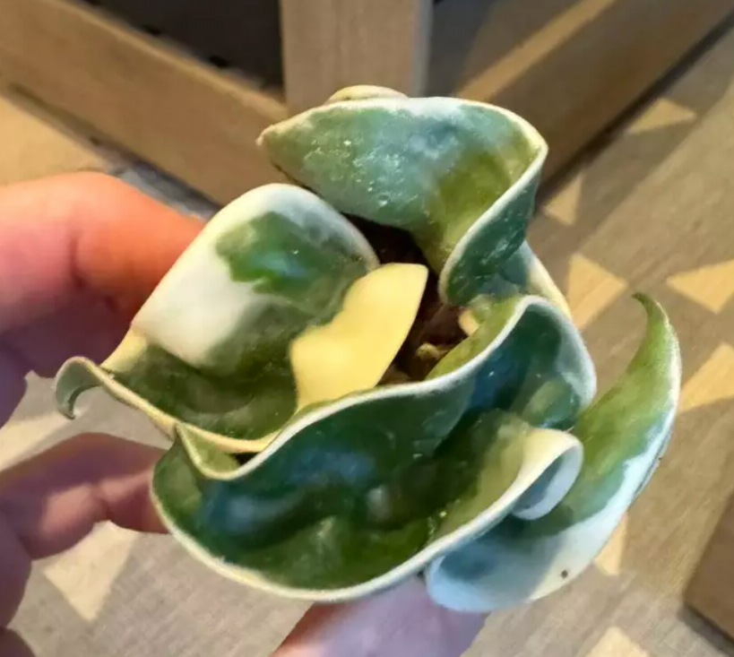 Hoya Carnosa Compacta "Variegated Hindu Rope"