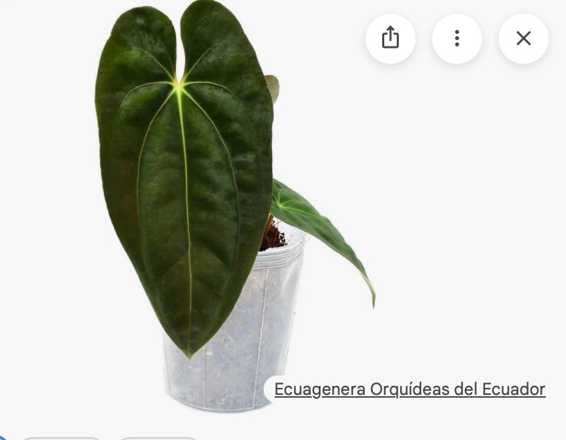 Anthurium Papillilaminum