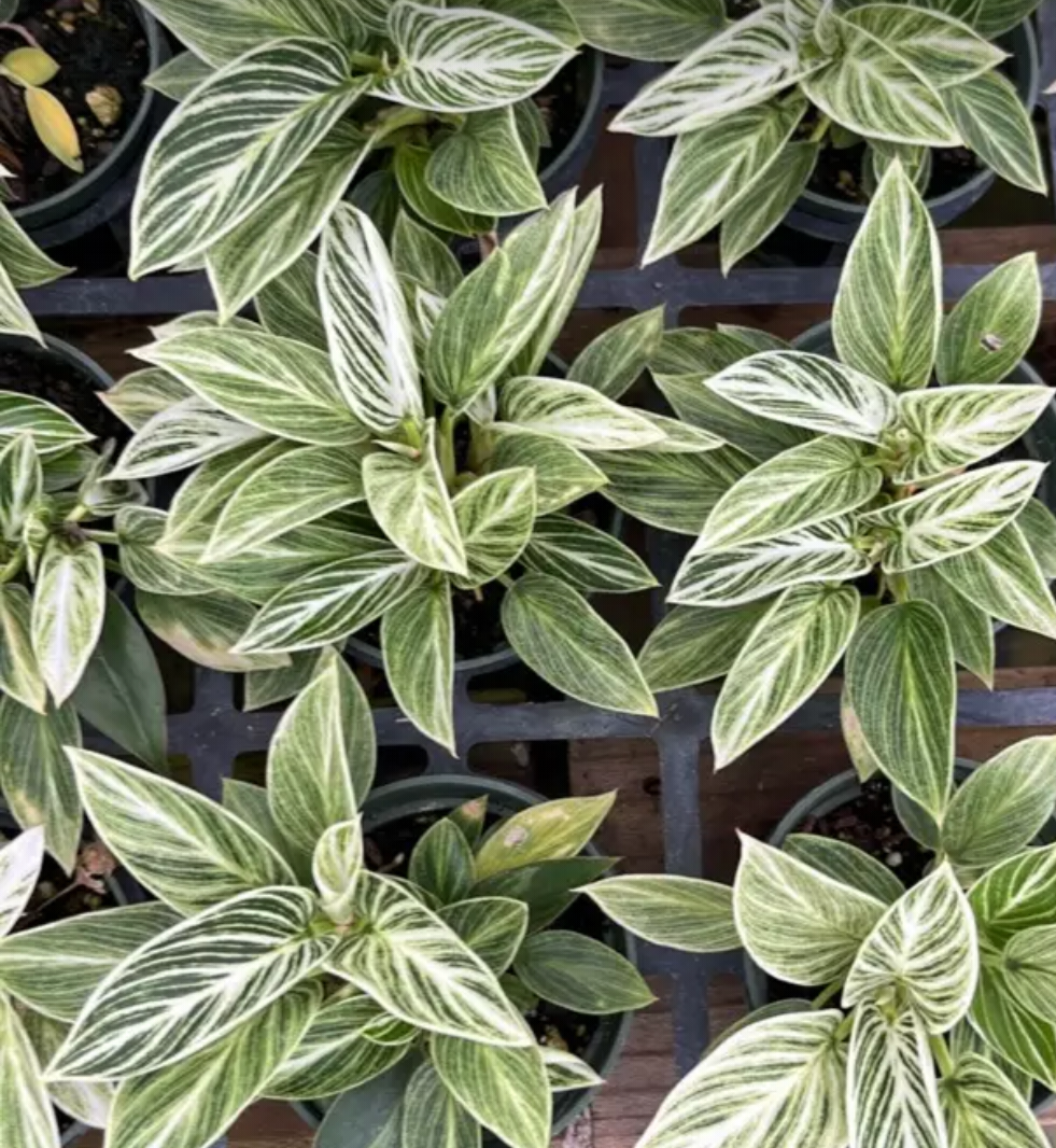 Philodendron Birkin