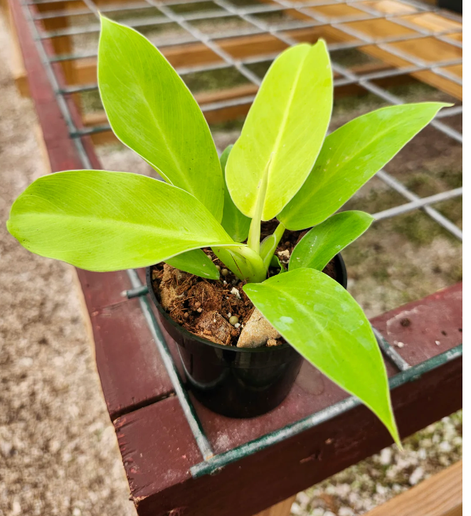 Philodendron Moonlight