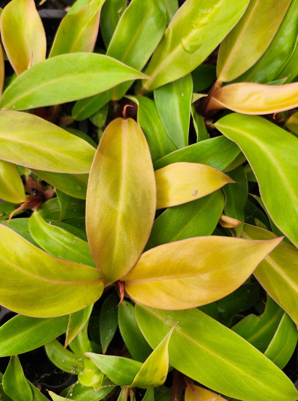 Philodendron Prince of Orange