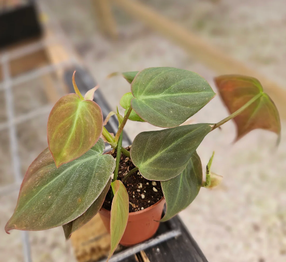 Philodendron Melanochrysum