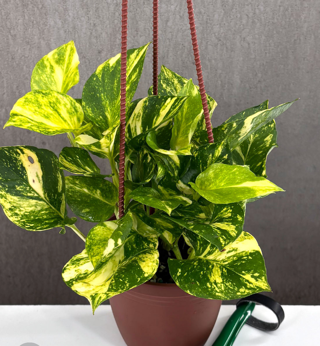 Epipremnum Churchill Pothos