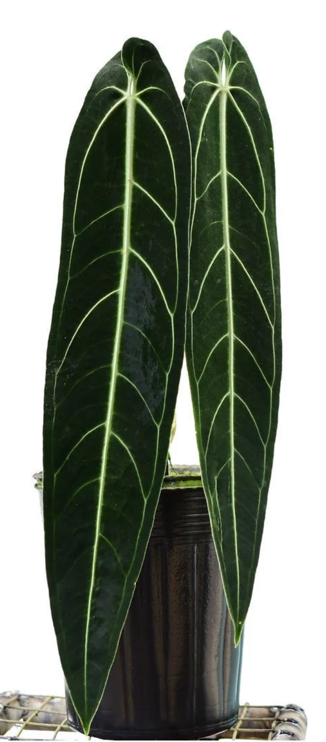 Anthurium Warocqueanum