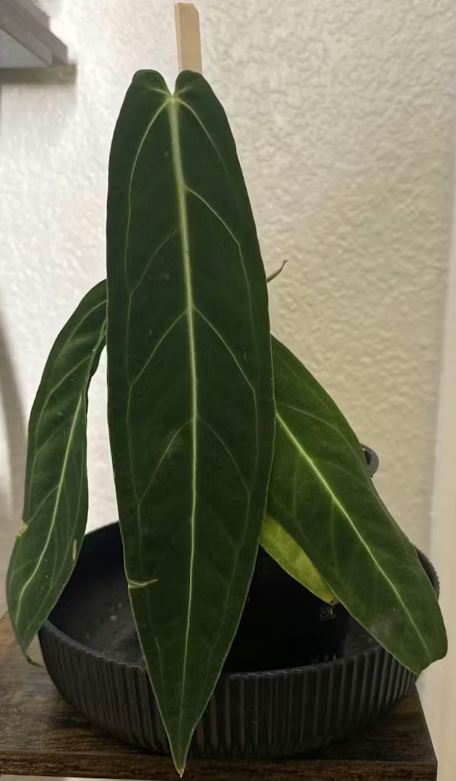 Anthurium Warocqueanum