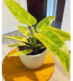 Philodendron Calkins Gold