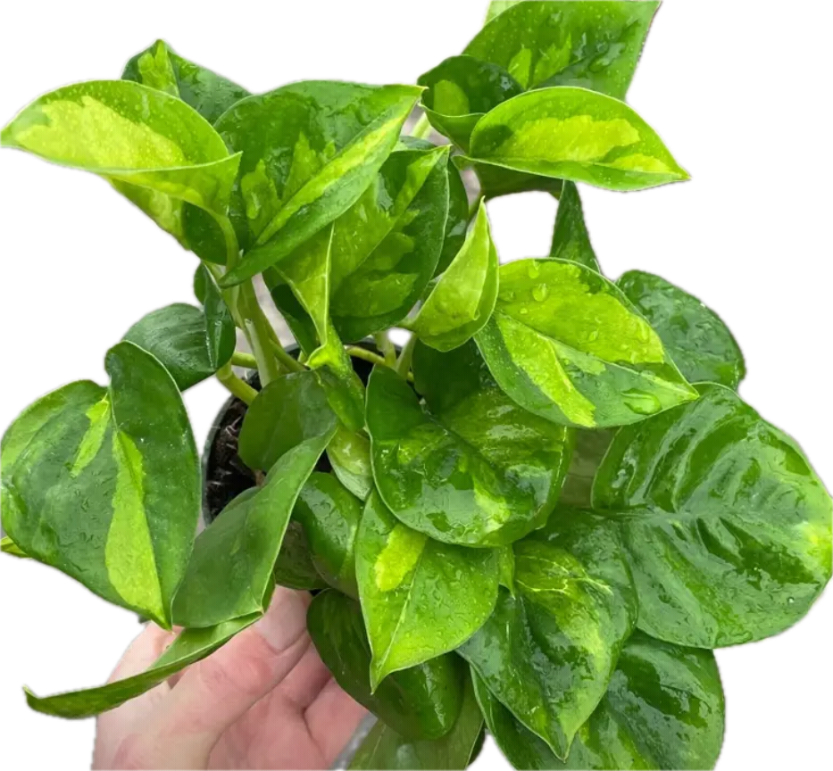 emerald pothos Epipremnum Pothos Global Green - Grower’s Choice - 4” Pot