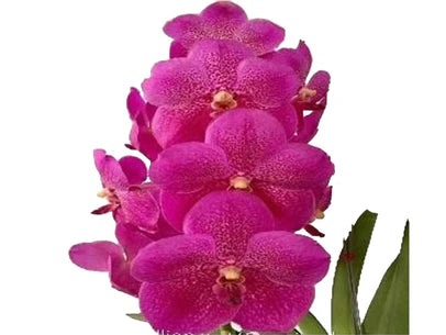 Vanda Dr Anek x (Gordon Dillon x Ponpimol)