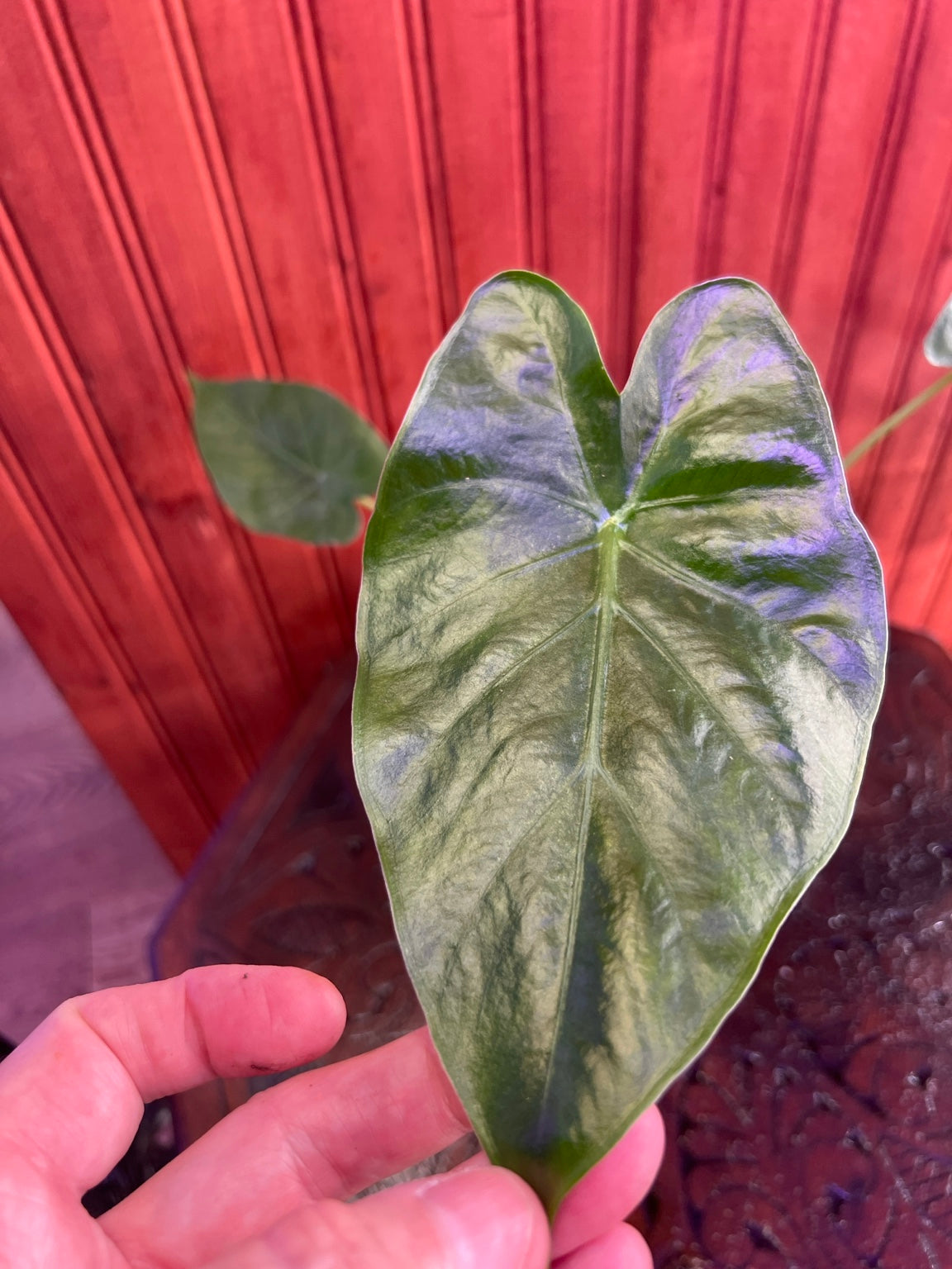 Alocasia odora live plant in 4-inch pot from Mulliken Nursery