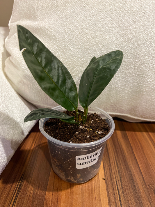 Anthurium superbum in a four-inch pot
