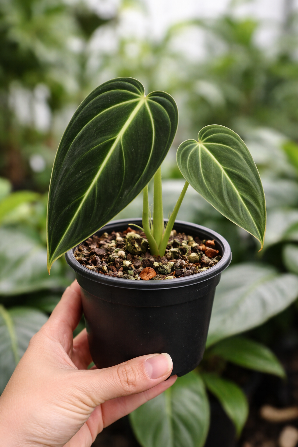 Philodendron Melanochrysum