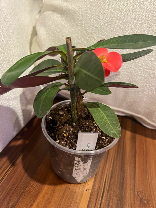 Red flowering Crown of Thorns in a six-inch pot