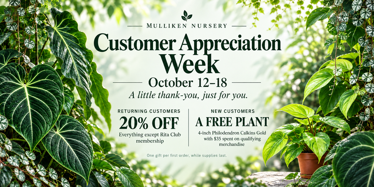 Mulliken Nursery Customer Appreciation Week, October 12–18. Returning customers: 20% off except Rita membership. New customers: free 4-inch Philodendron Calkins Gold with $35 qualifying merchandise purchase; one gift per first order while supplies last.