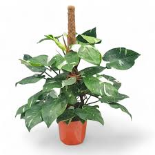 Philodendron White Princess - 4in
