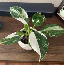 Philodendron White Wizard live philodendron from Mulliken Nursery