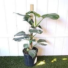 Philodendron White Wizard - 4in