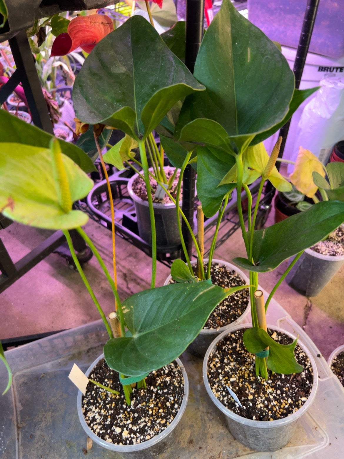 Green-flowered Anthuriums in six-inch pots, sold individually