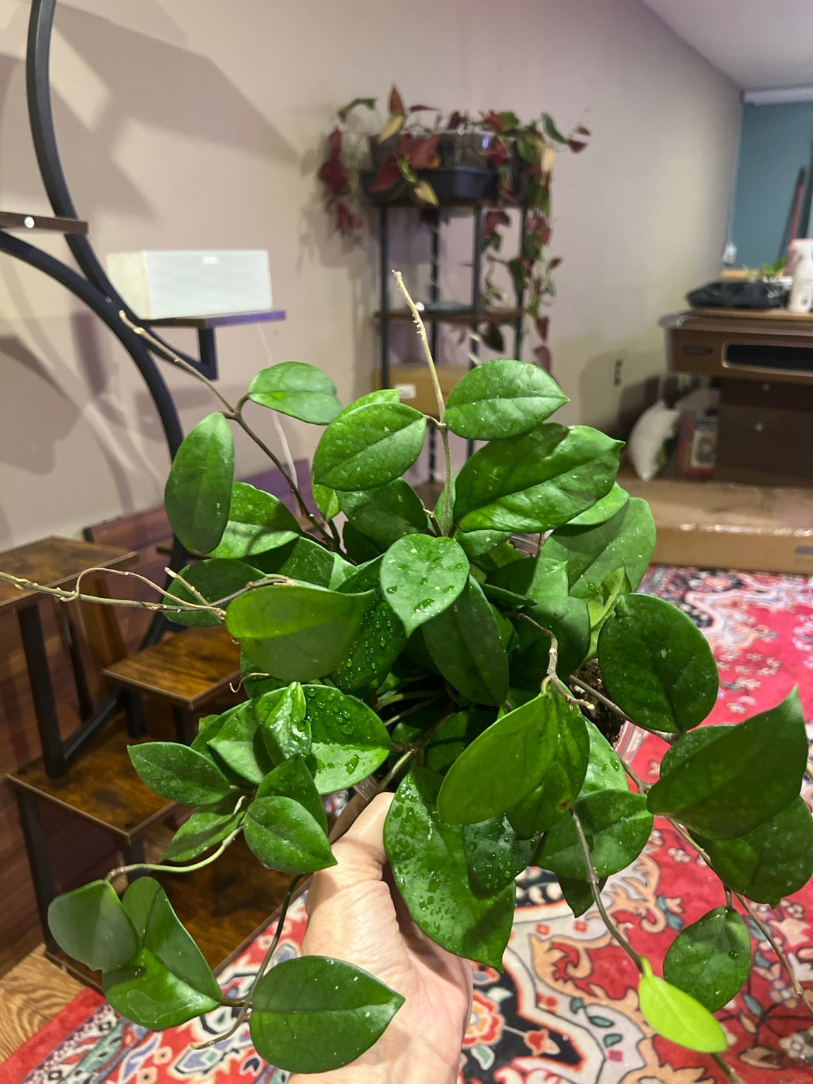 Mature Hoya Chouke in an 8-inch pot, exact plant for sale