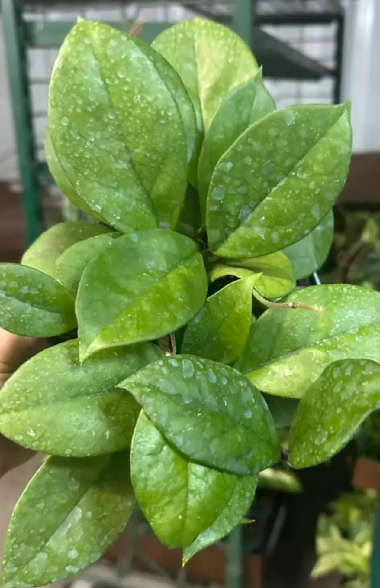 Hoya Pubicalyx Splash – Fast Growing Hoya