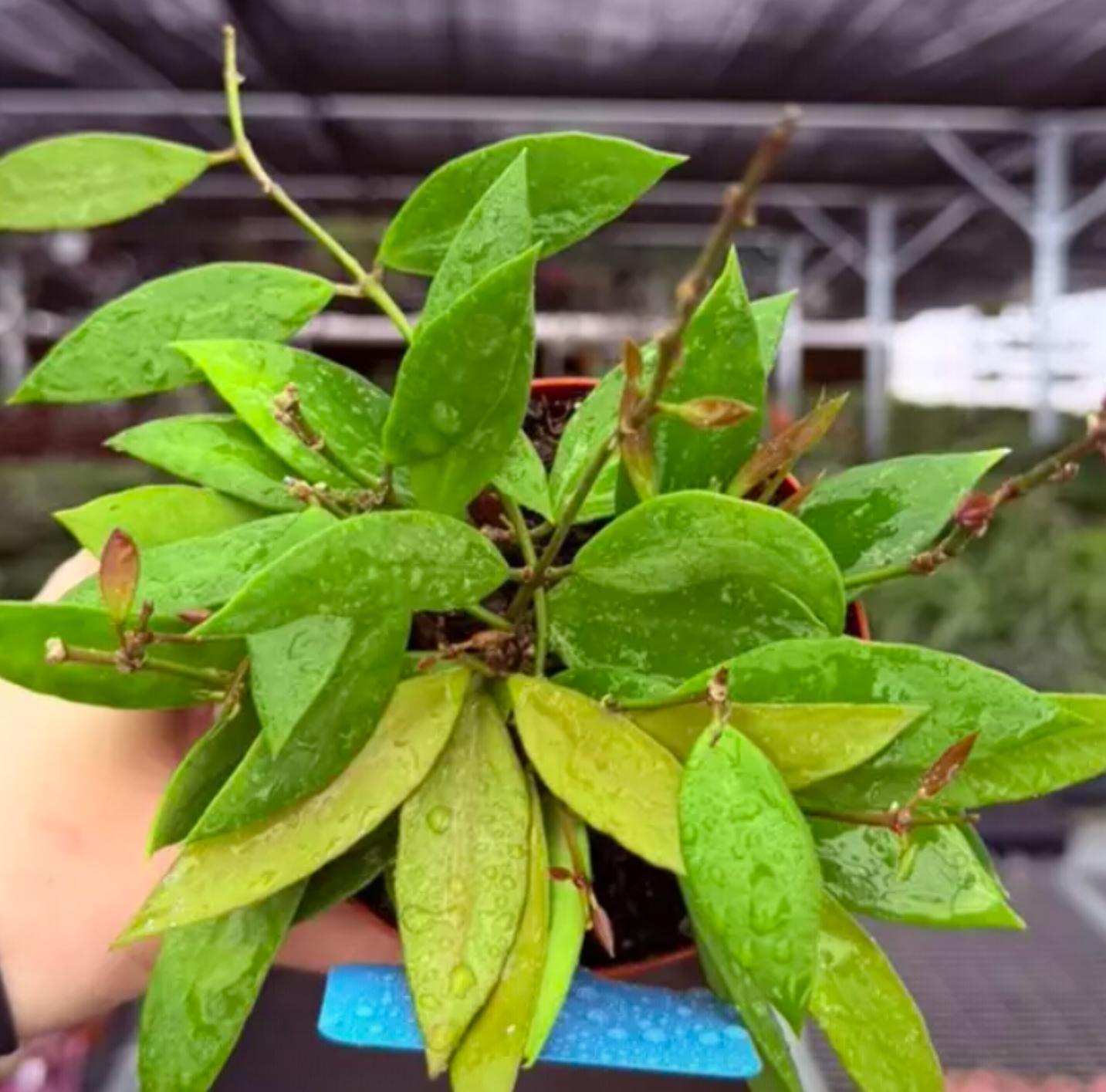 Hoya Gracilis / Hoya Memoria