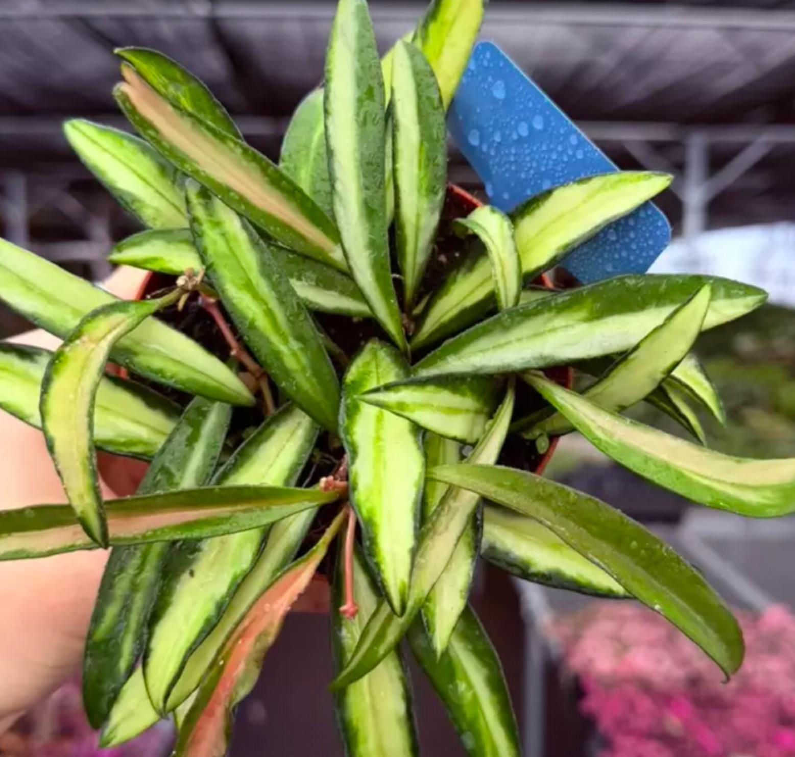 Hoya Kentiana Variegated