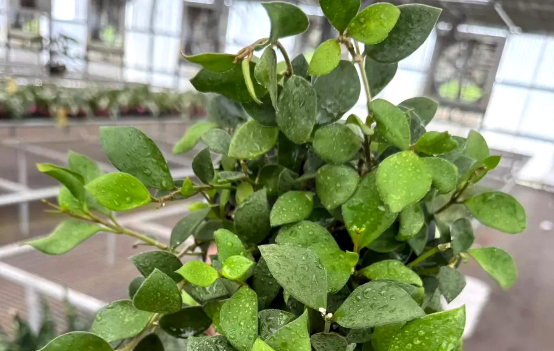 Hoya Pubera