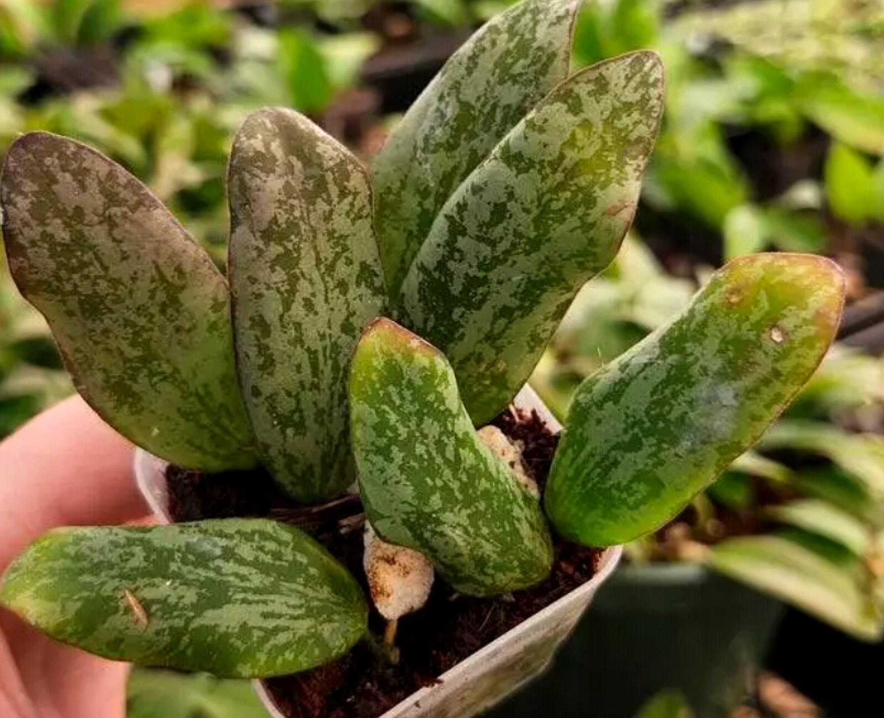 Hoya Sigillatis Silver – Trailing Hoya